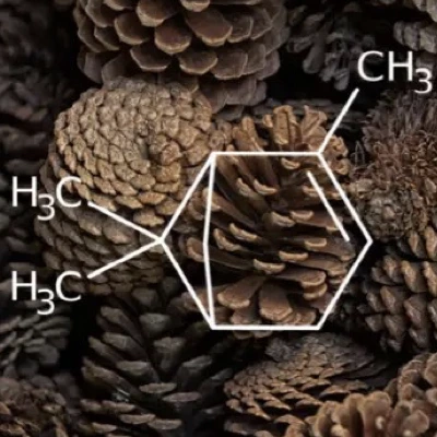 Terpeno Alfa-Pineno e Beta-Pineno